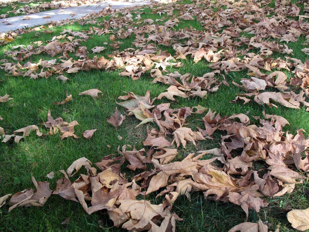 Fallen autumn leaves scattered across a lawn before mulching
