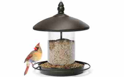 The 10 Best Bird Feeder For Cardinals of 2026