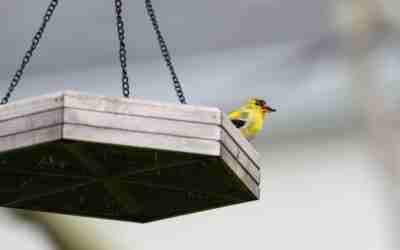 How to Clean a Bird Feeder (Step-by-Step Guide)