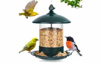 The 4 Best Bird Feeder For Blue Jays of 2026
