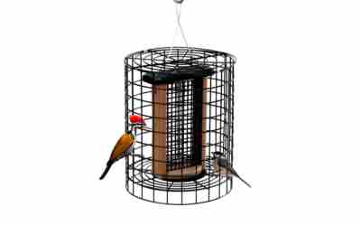 The 9 Best Squirrel Proof Suet Feeder of 2026