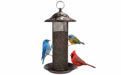 The 9 Best Bird Feeder For House Finches of 2026