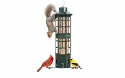 The 9 Best Squirrel Proof Bird Feeder of 2026