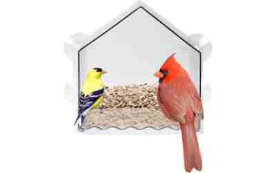 The 9 Best Window Bird Feeder of 2026