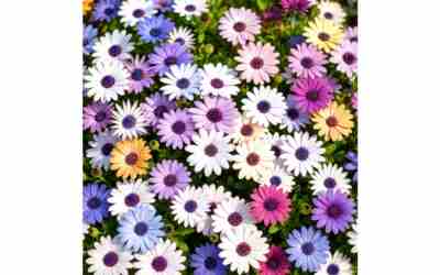 The 7 Best Annuals For Pots In Full Sun of 2026