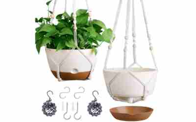 The 8 Best Planters For Palm Trees of 2026