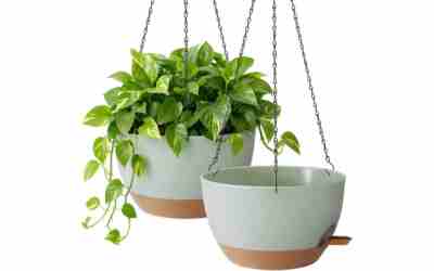 The 8 Best Plants For Head Planters of 2026