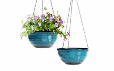 The 8 Best Shrubs For Planters of 2026