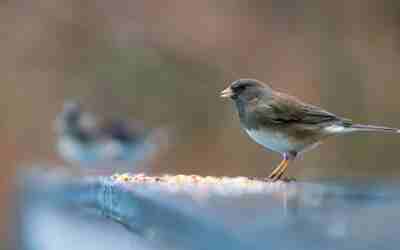 How to Attach a Bird Feeder to a Window