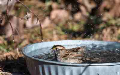 How to Keep Birdbath Water Clean
