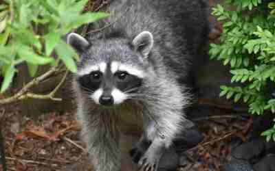 How to Keep Raccoons Away From Bird Feeders