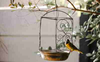 How Often Should You Clean a Bird Feeder?