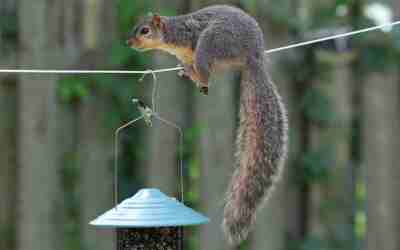 How High Should a Squirrel Baffle Be Placed?