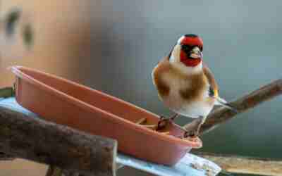 What Bird Seed Attracts Finches?