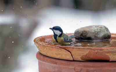 How to Keep a Birdbath From Freezing in Winter