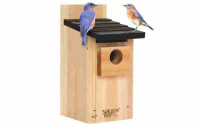 Nature’s Way CWH3 Cedar Bluebird Box House Review 2026