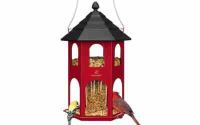 Kingsyard Metal Bird Feeder Review 2026