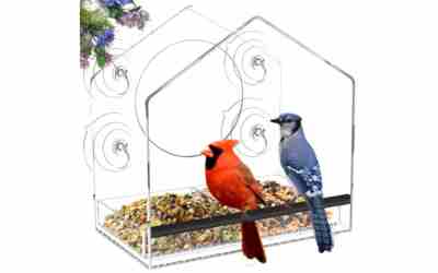When to Start Feeding Birds: Season-by-Season Guide