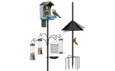 Best Place to Put a Bird Feeder (Exact Distances)