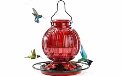 When to Put Up Hummingbird Feeders: 2 Weeks Before Arrival