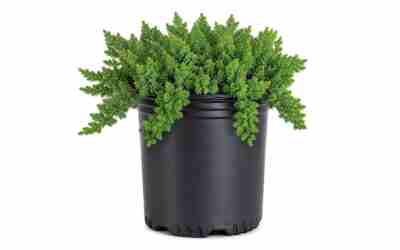 When to Trim Boxwood Shrubs: Best Months by Zone