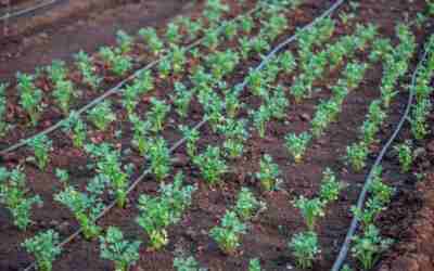 How Long to Run Drip Irrigation for Shrubs (Formula)