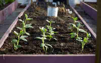 How Much Soil for a 4x8x1 Raised Garden Bed: 32 cu ft