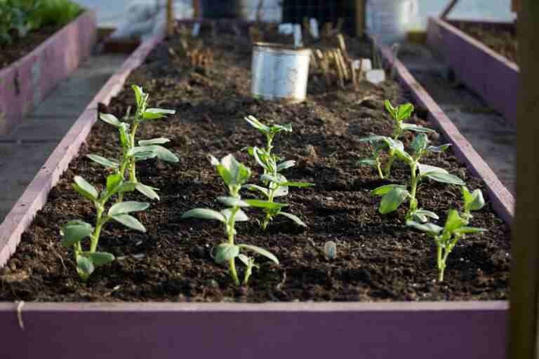 Close-up view of young plants thriving in a raised garden bed outdoors.