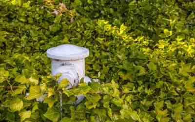 Can You Weed Whack Poison Ivy? What to Do Instead
