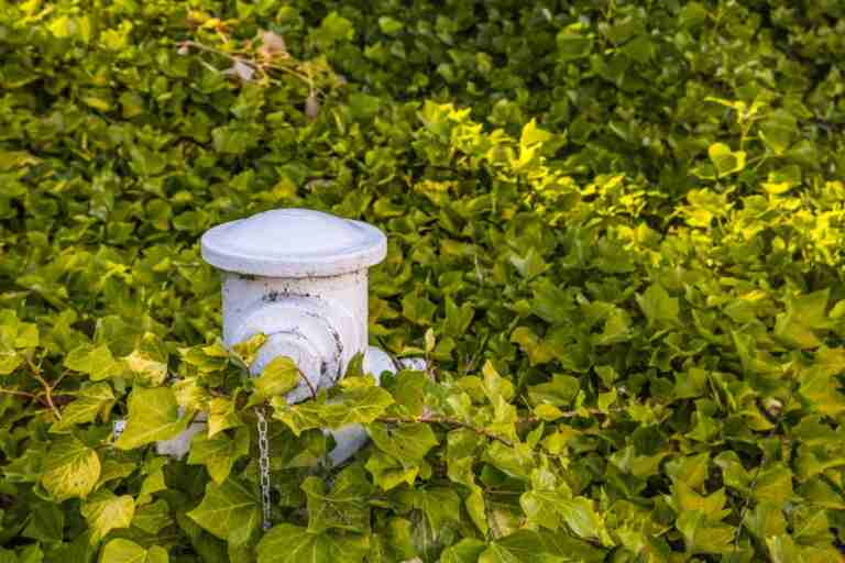 A white fire hydrant partially obscured by lush green ivy in a close-up shot.