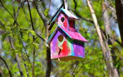 Is It Safe to Paint Birdhouses? What to Paint and Skip