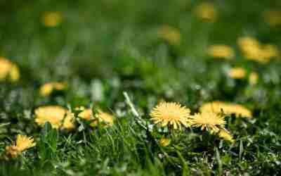 When to Spray Dandelions in Spring (and Why Fall Wins)