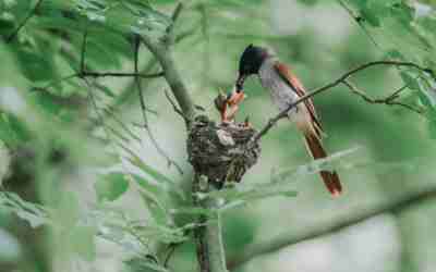 When to Start Feeding Birds: Season-by-Season Guide