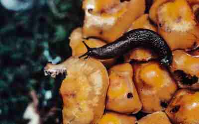 How Often to Put Down Slug Pellets (Schedule by Weather)