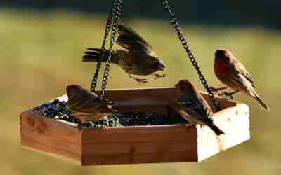 What to Put Under a Bird Feeder to Catch Seeds and Hulls