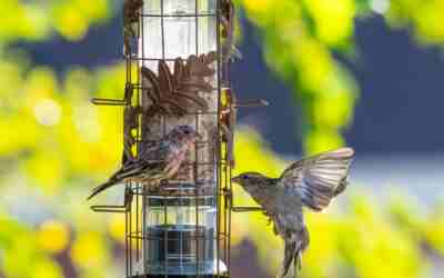 Can Bird Feeders Spread Avian Flu? What to Do Now