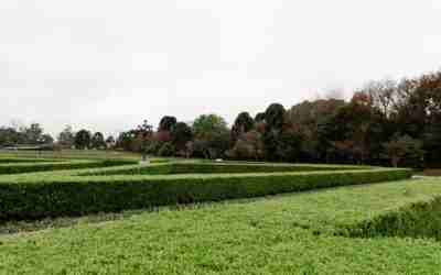 When to Trim Boxwood Shrubs: Best Months by Zone