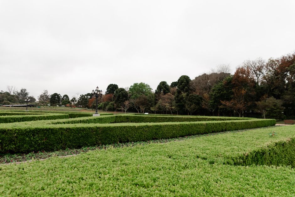 Lush green hedges create a maze in a picturesque outdoor park during early spring.