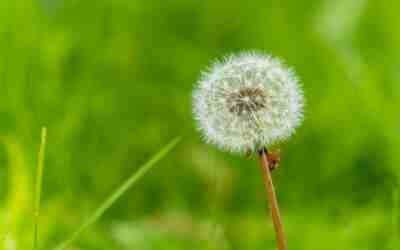 Why Does My Weed Wacker Keep Stalling? 7 Fixes