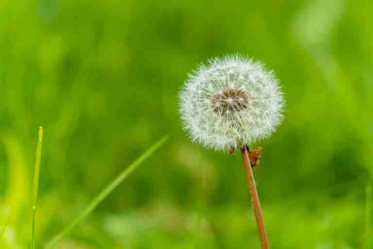 Macro shot of a dandelion seed head against a vibrant green background.