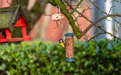 Is It Safe to Feed Birds? Risks and a Safe Routine