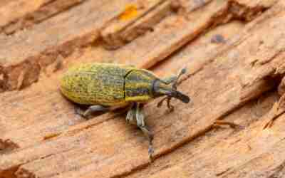When to Spray for Grubs: Timing by Region and Product