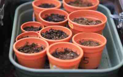 What Size Plant Pot Do I Need? Simple Sizing Guide