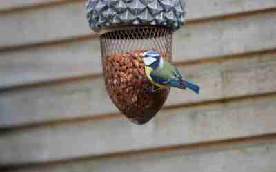 How to Choose a Bird Feeder for Your Yard