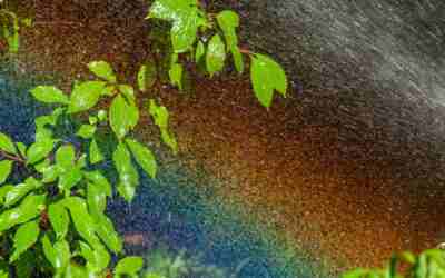 Should I Spray Weed Killer Before Rain? Rainfast Times