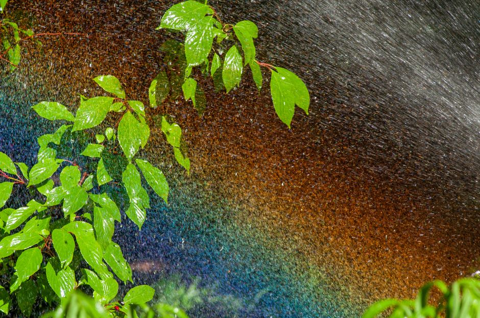 Bright green leaves glisten under a vibrant, colorful rainbow created by water spray.