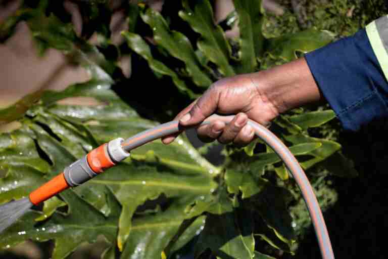 A close-up shot of a hand holding a garden hose watering large green leaves.