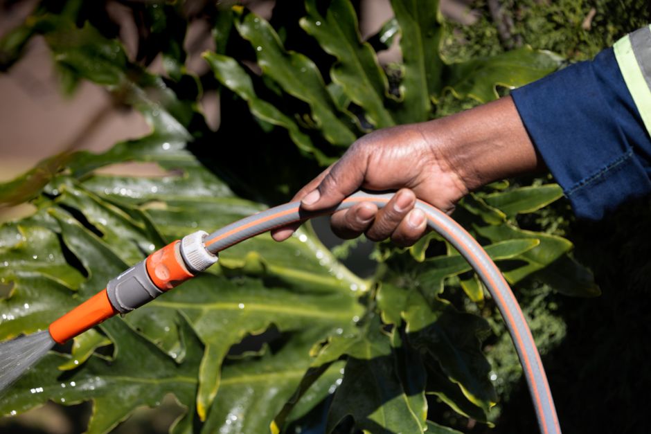 A close-up shot of a hand holding a garden hose watering large green leaves.