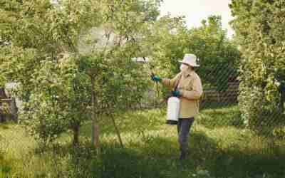 Is It Safe to Spray Roundup Around Trees? Tree-Age Rules