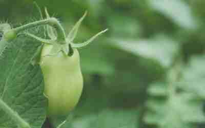 Do I Need to Fertilize Tomato Plants? Yes, and When